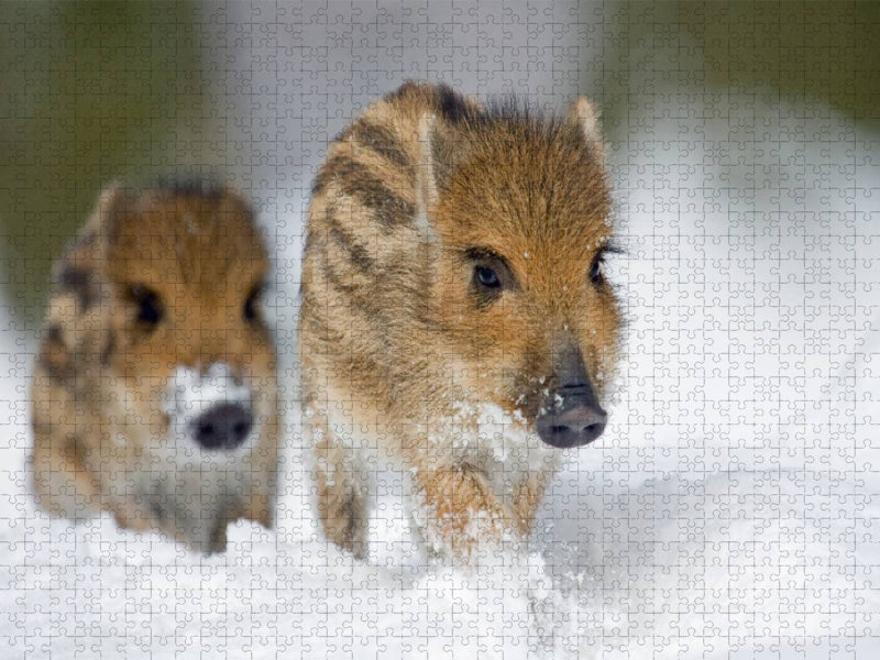Frischlinge im Schnee - CALVENDO Foto-Puzzle'