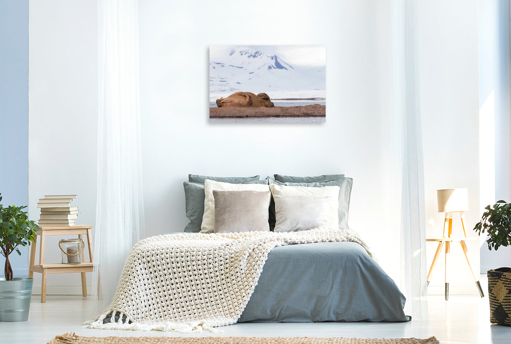 Premium textile canvas Premium textile canvas 120 cm x 80 cm landscape walrus 