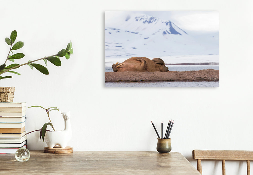 Premium textile canvas Premium textile canvas 120 cm x 80 cm landscape walrus 