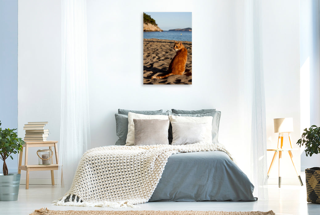 Premium Textil-Leinwand Premium Textil-Leinwand 80 cm x 120 cm  hoch Katze am Strand von Ibiza