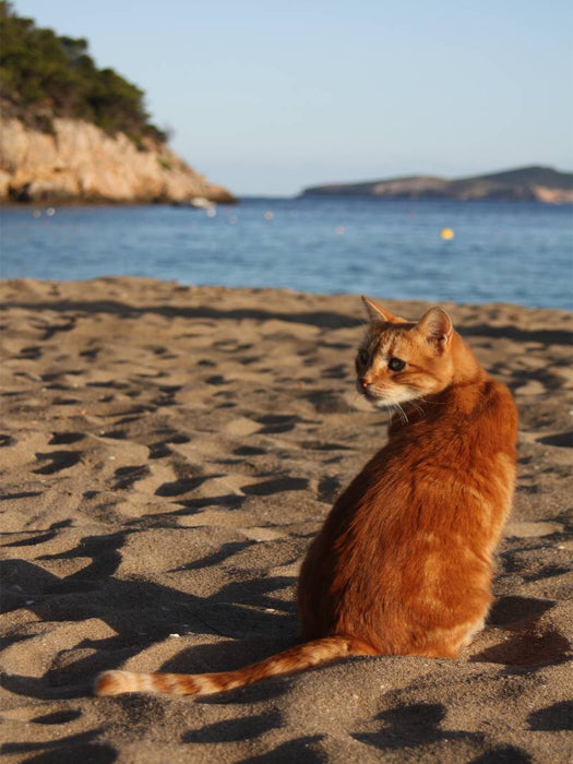 Katze am Strand von Ibiza - CALVENDO Foto-Puzzle'