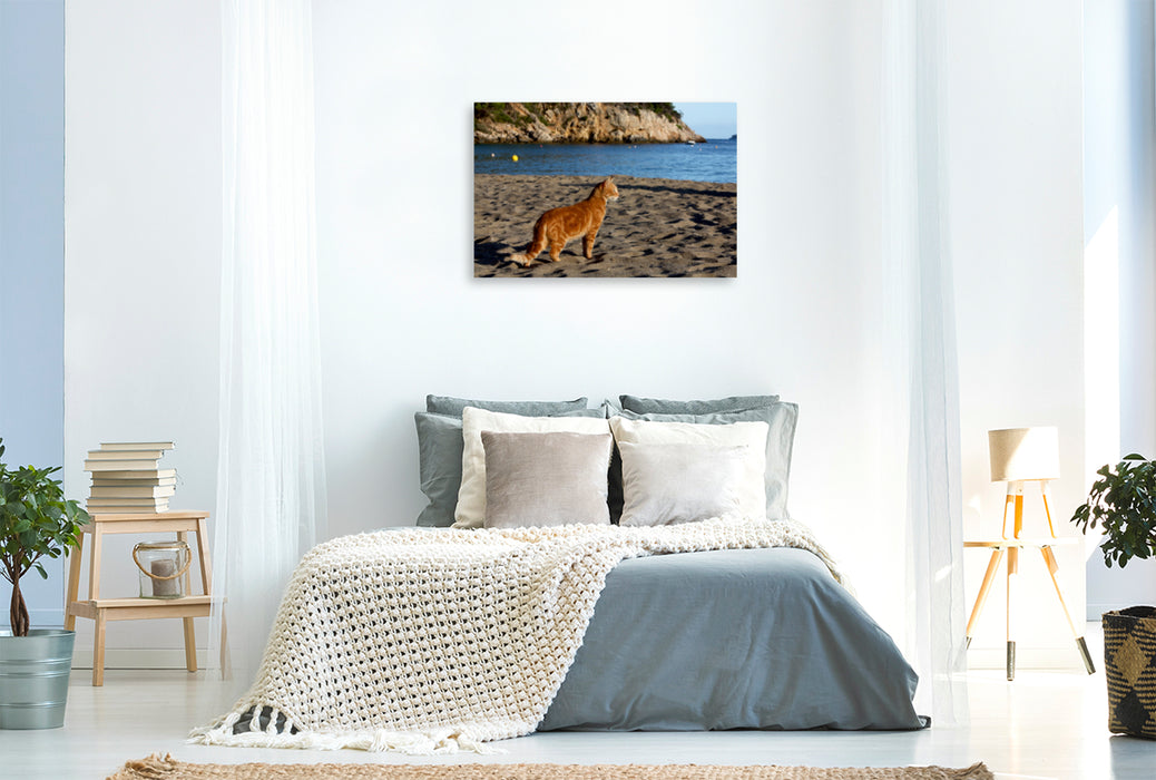 Premium Textil-Leinwand Premium Textil-Leinwand 120 cm x 80 cm quer Katze am Strand von Ibiza