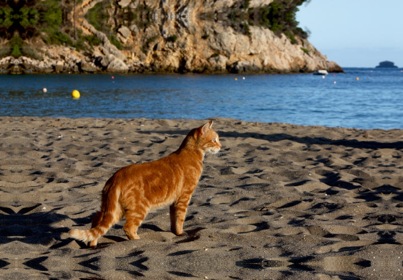 Premium Textil-Leinwand Katze am Strand von Ibiza