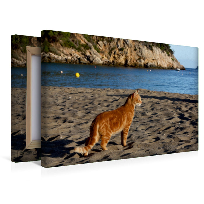 Premium Textil-Leinwand Katze am Strand von Ibiza
