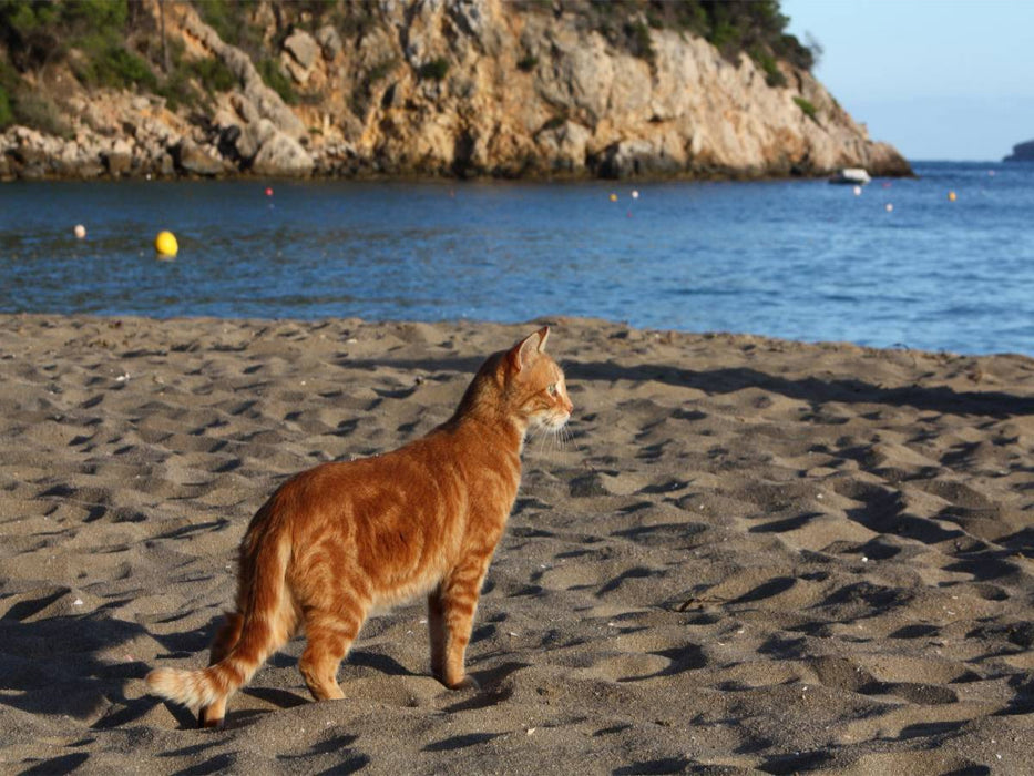 Katze am Strand von Ibiza - CALVENDO Foto-Puzzle'