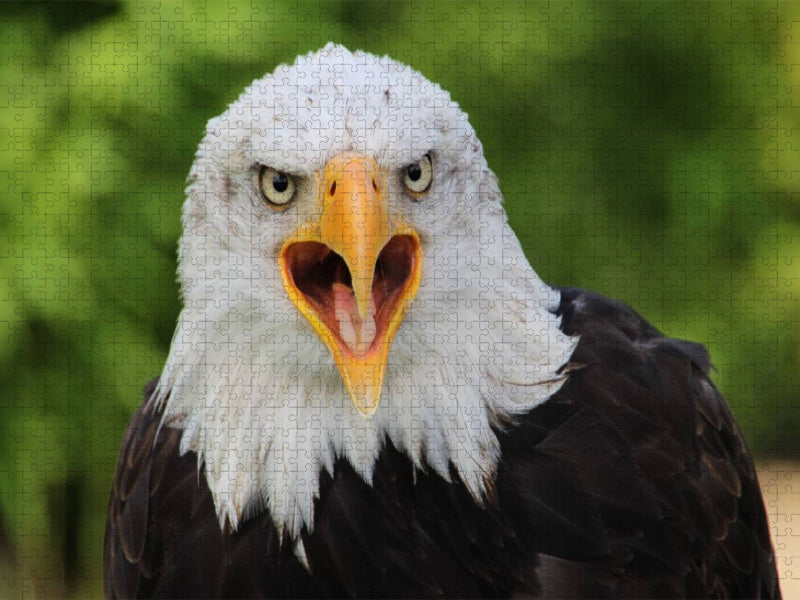 Weißkopfseeadler - CALVENDO Foto-Puzzle'