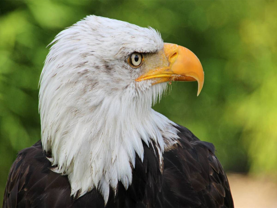 Weisskopfseeadler - CALVENDO Foto-Puzzle'
