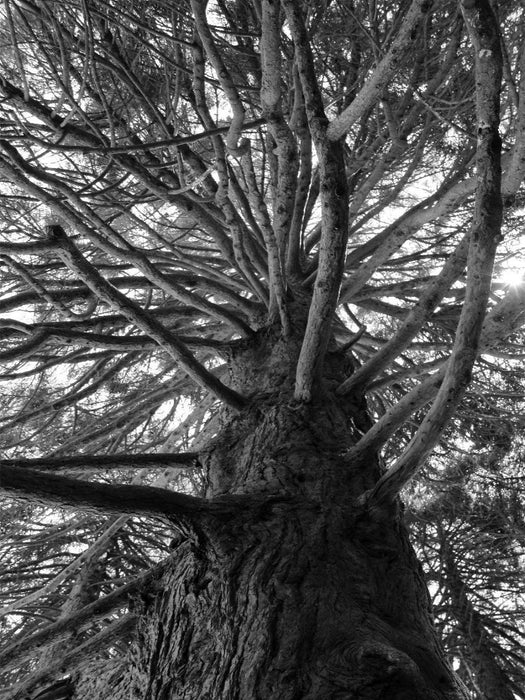 Redwood, San Francisco, Kalifornien, USA - CALVENDO Foto-Puzzle'
