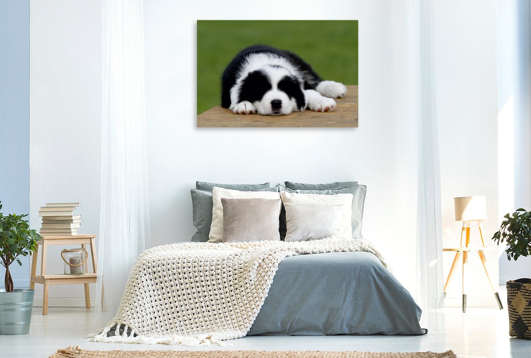 Premium Textil-Leinwand Premium Textil-Leinwand 120 cm x 80 cm quer Border Collie Welpe