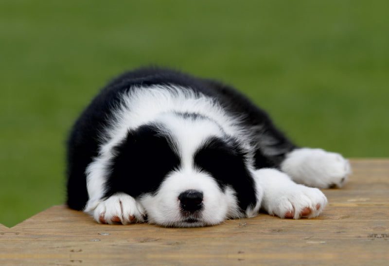Premium Textil-Leinwand Border Collie Welpe
