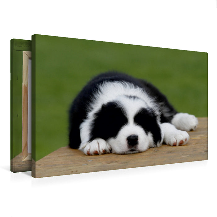 Premium Textil-Leinwand Border Collie Welpe