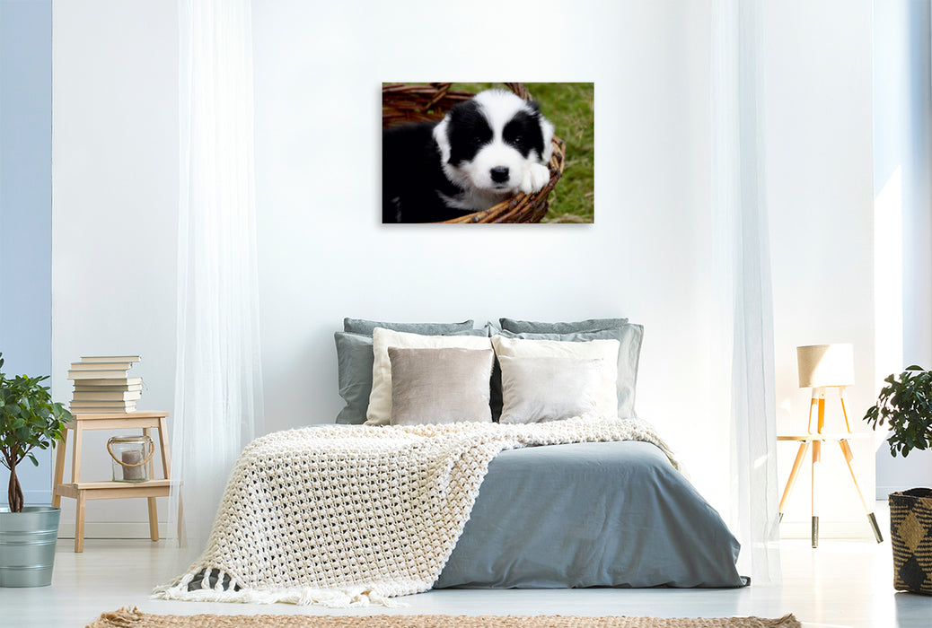 Premium Textil-Leinwand Premium Textil-Leinwand 120 cm x 80 cm quer Border Collie Welpe