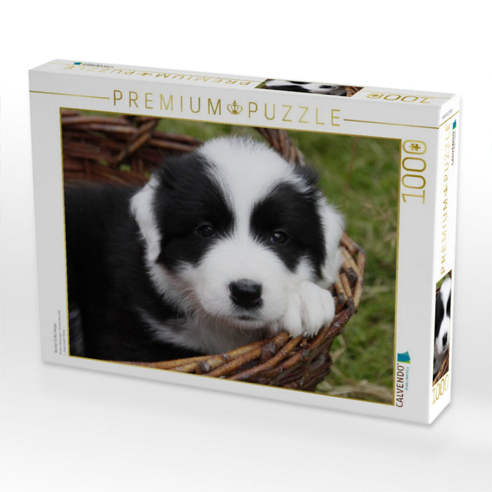 Border Collie Welpe - CALVENDO Foto-Puzzle'