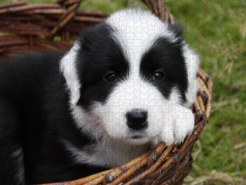 Border Collie Welpe - CALVENDO Foto-Puzzle'