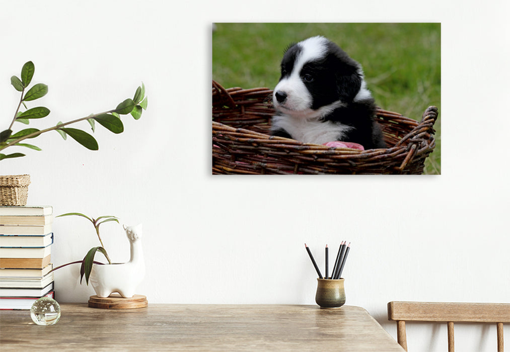 Premium Textil-Leinwand Premium Textil-Leinwand 120 cm x 80 cm quer Border Collie Welpe