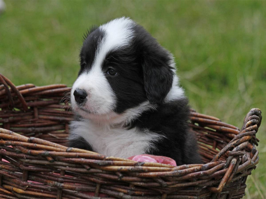 Border Collie Welpe - CALVENDO Foto-Puzzle'