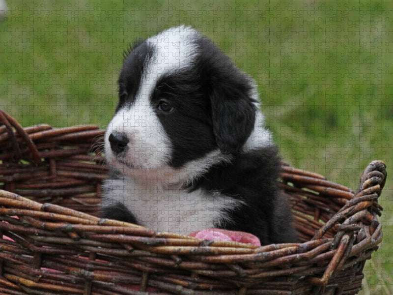 Border Collie Welpe - CALVENDO Foto-Puzzle'