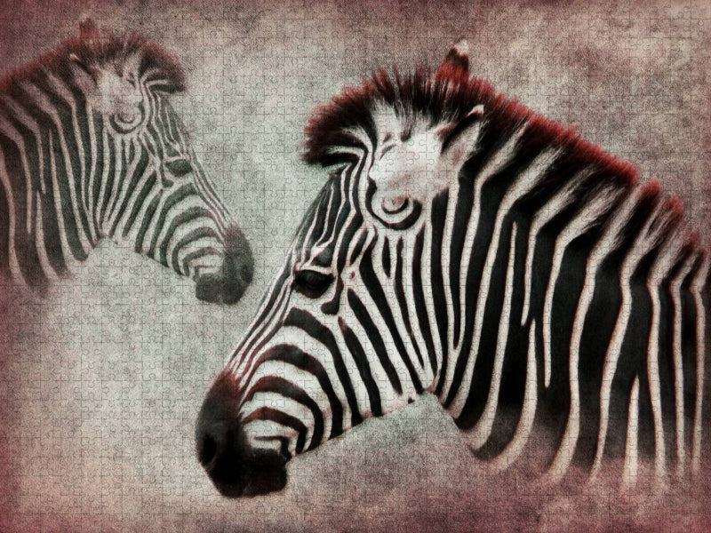 Zebra - CALVENDO Foto-Puzzle'