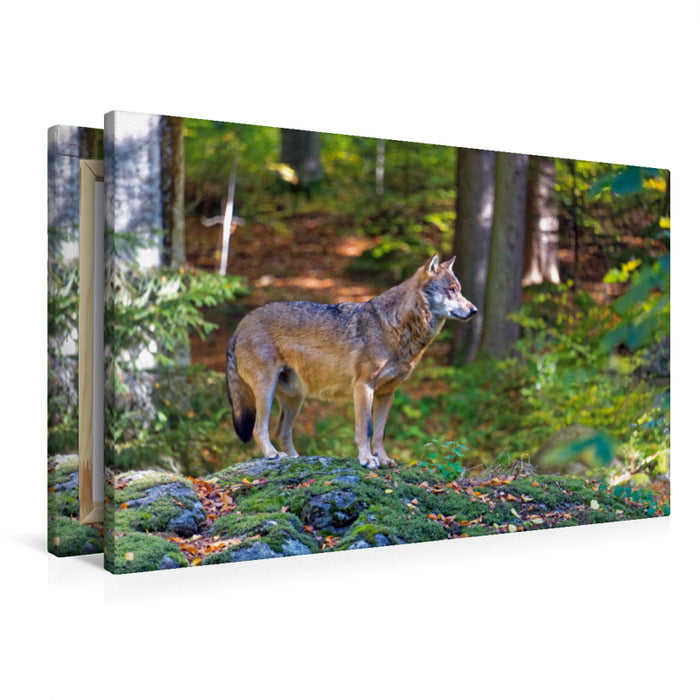 Premium Textil-Leinwand Wolf im Tierfreigelände