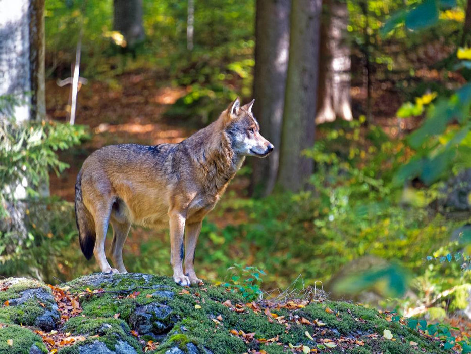 Wolf im Tierfreigelände - CALVENDO Foto-Puzzle'
