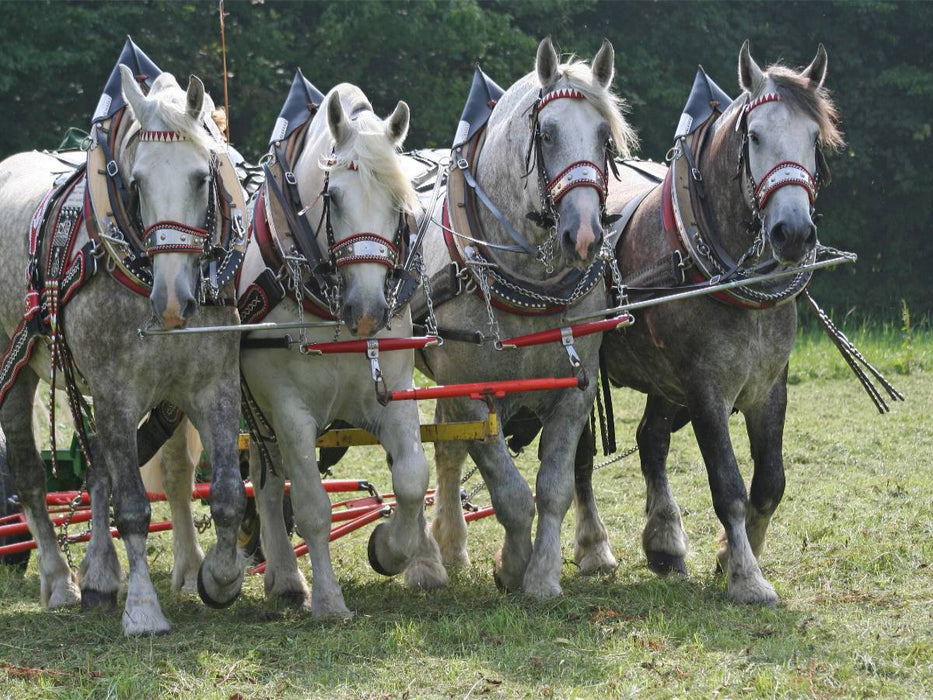 Percheron - CALVENDO Foto-Puzzle'
