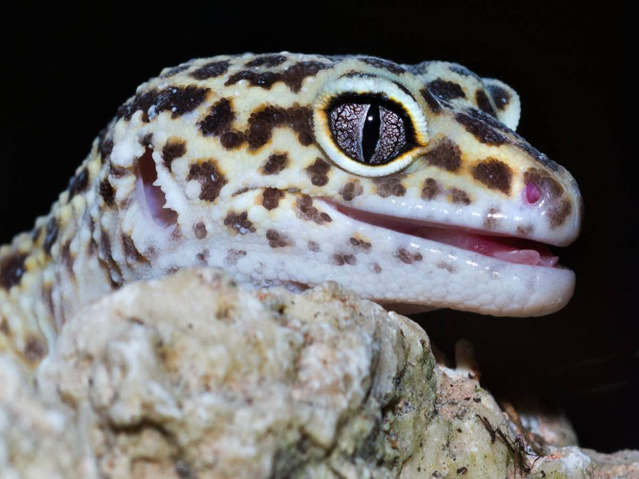 Mini-Dino - CALVENDO Foto-Puzzle'