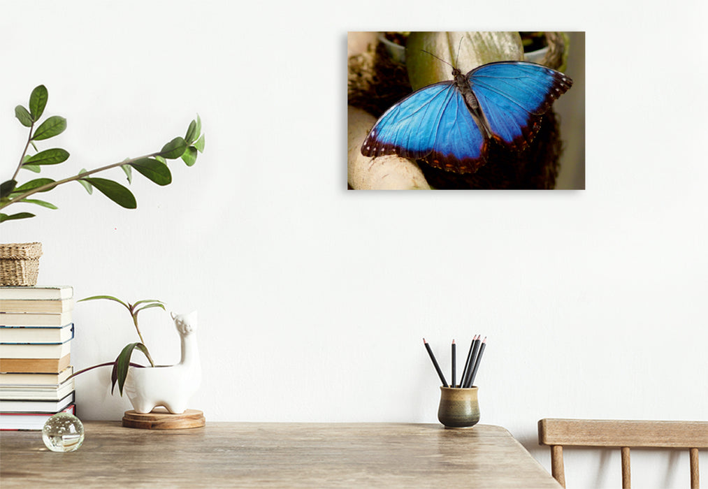 Toile textile premium Toile textile premium 45 cm x 30 cm paysage Papillon morpho bleu 