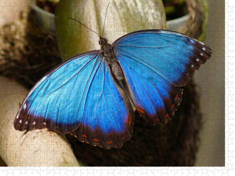 Blauer Morphofalter - CALVENDO Foto-Puzzle'