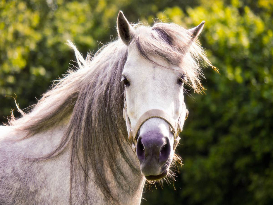Welshpony Lulu - CALVENDO Foto-Puzzle'