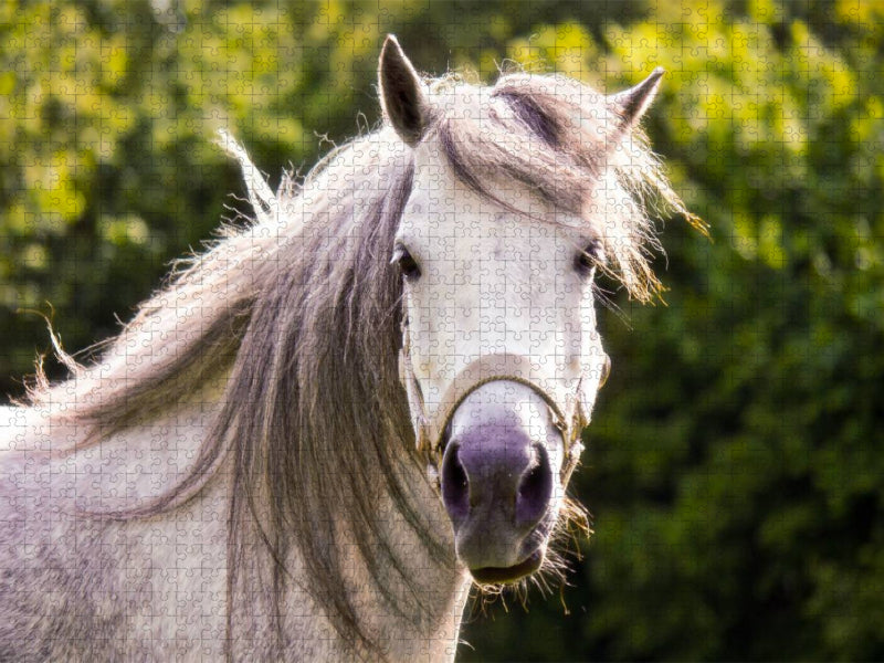 Welshpony Lulu - CALVENDO Foto-Puzzle'