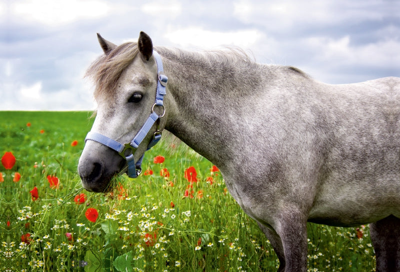 Premium Textil-Leinwand Welshpony