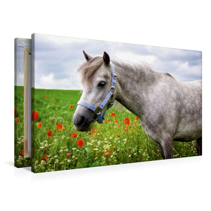 Premium Textil-Leinwand Welshpony
