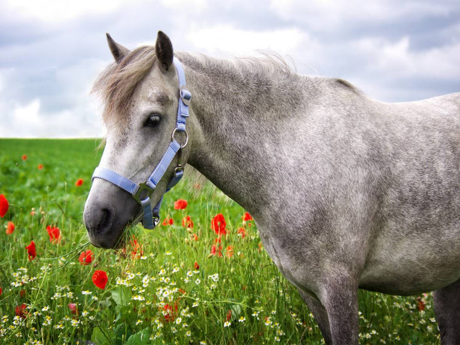 Welshpony - CALVENDO Foto-Puzzle'