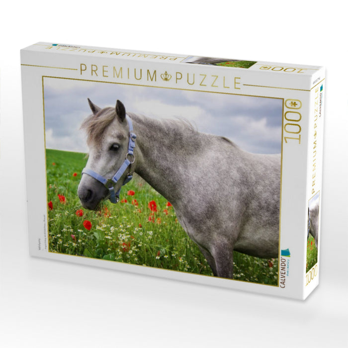 Welshpony - CALVENDO Foto-Puzzle'