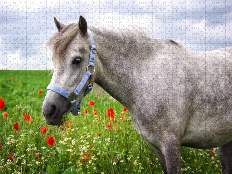Welshpony - CALVENDO Foto-Puzzle'