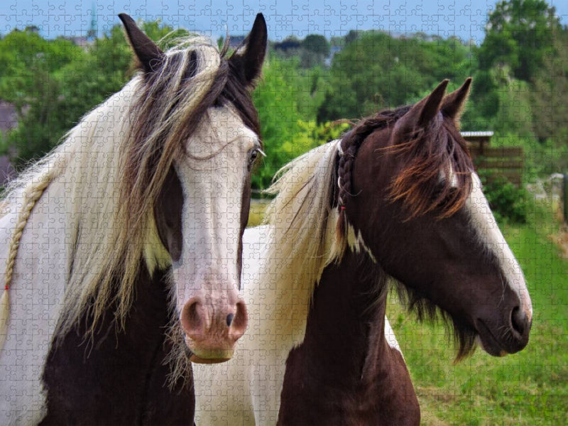 Zwei Pferde - CALVENDO Foto-Puzzle'