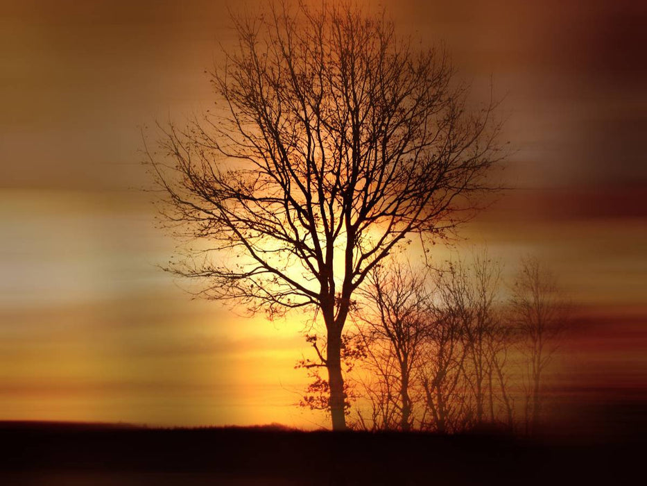 Wintermorgen - CALVENDO Foto-Puzzle'