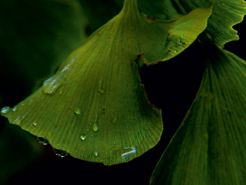 Ginkgo - CALVENDO photo puzzle 
