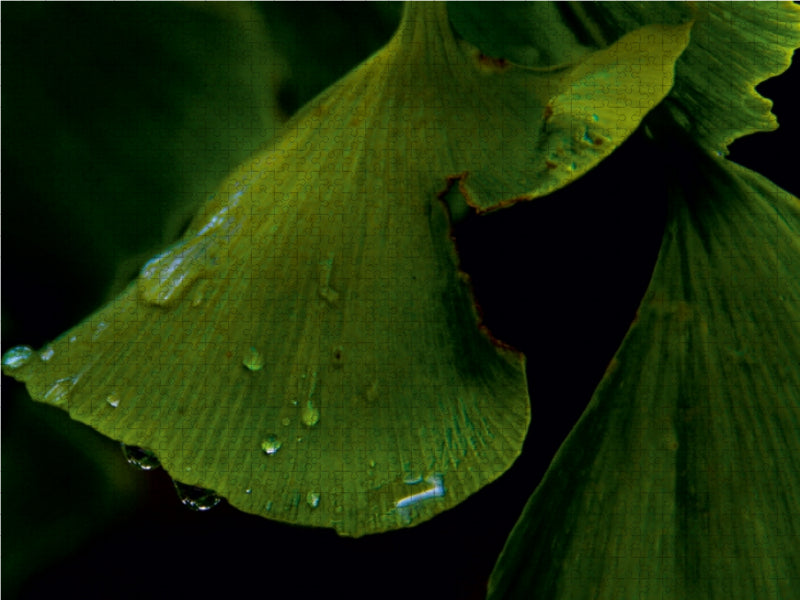 Ginkgo - CALVENDO photo puzzle 