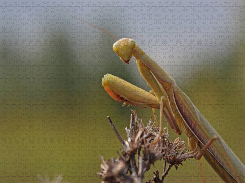 Schau mir in die Augen - CALVENDO Foto-Puzzle'