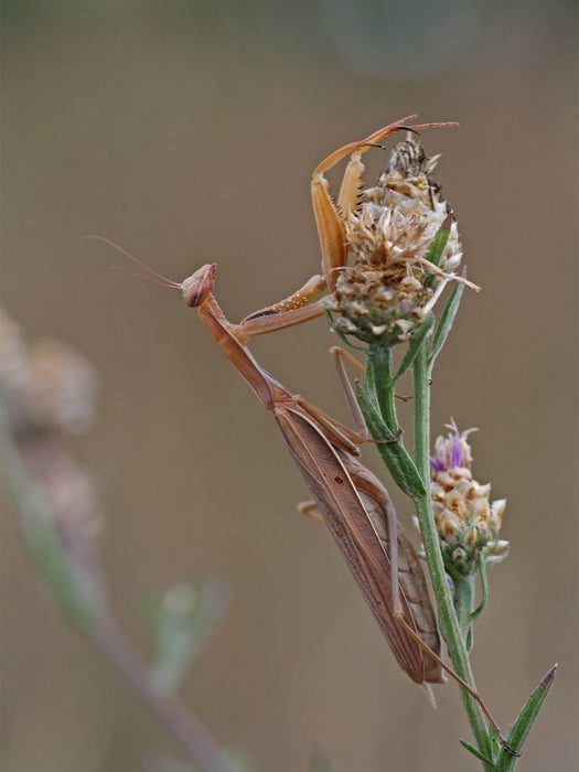 Eine Schönheit - CALVENDO Foto-Puzzle'