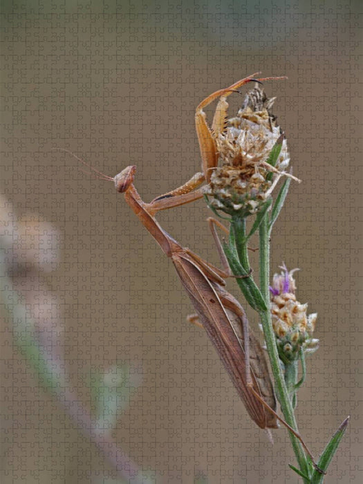 Eine Schönheit - CALVENDO Foto-Puzzle'