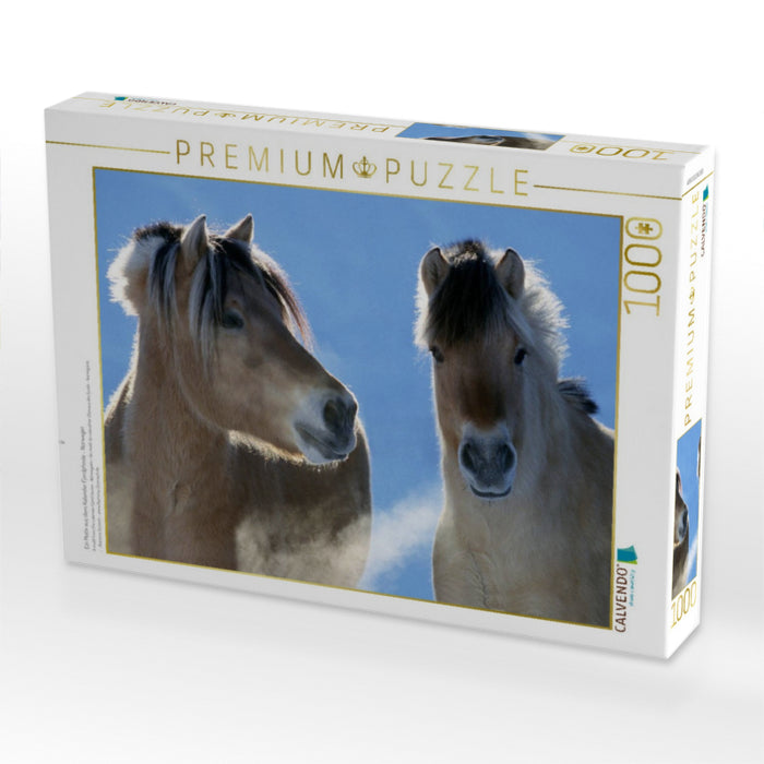 Ein Motiv aus dem Kalender Fjordpferde - Norweger - CALVENDO Foto-Puzzle'