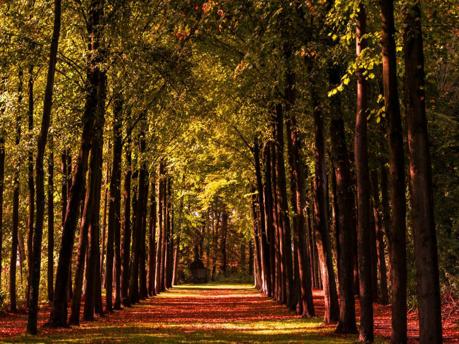 Allee im Schlossgarten - CALVENDO Foto-Puzzle'