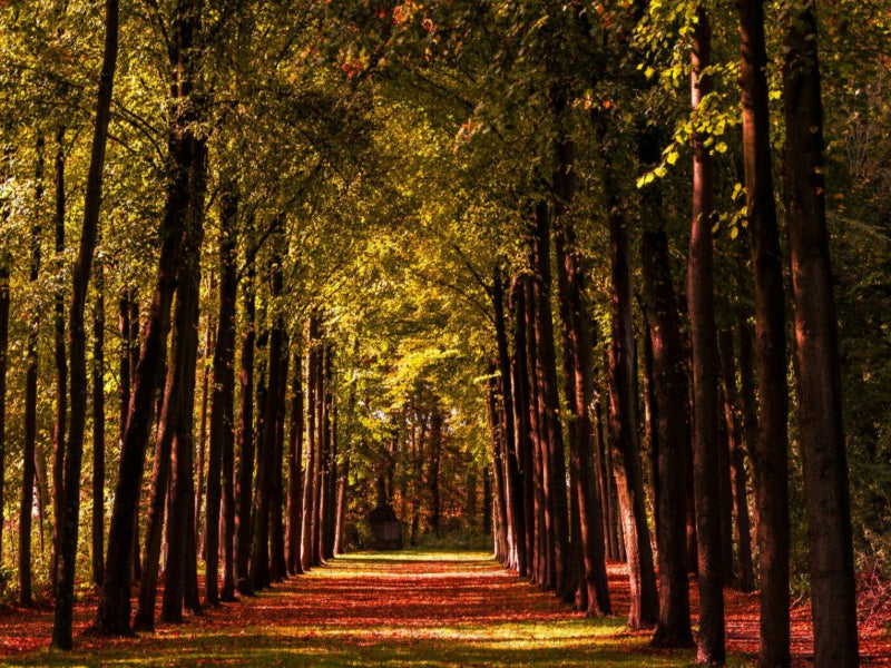 Allee im Schlossgarten - CALVENDO Foto-Puzzle'