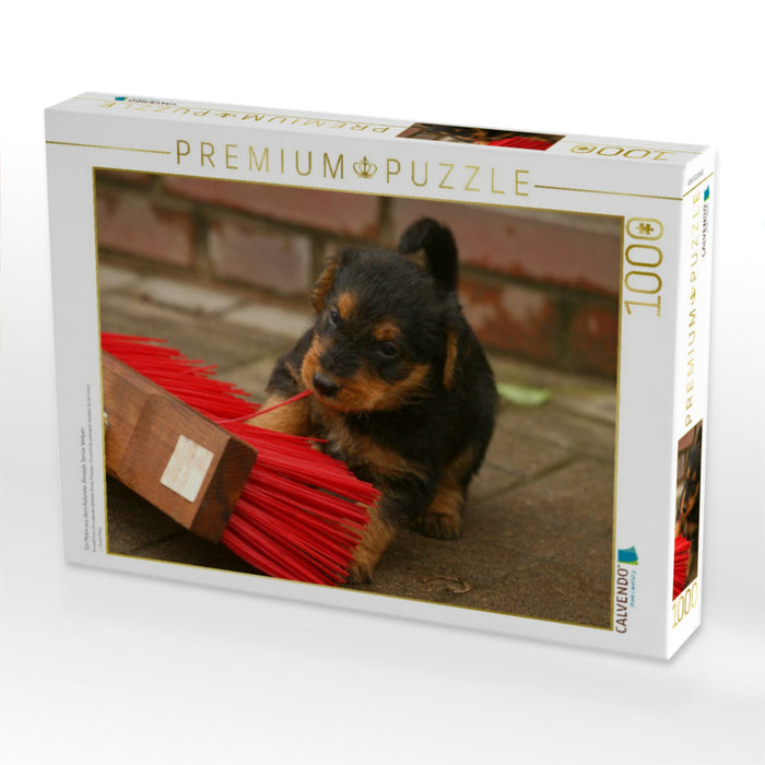 Ein Motiv aus dem Kalender Airedale Terrier Welpen - CALVENDO Foto-Puzzle'