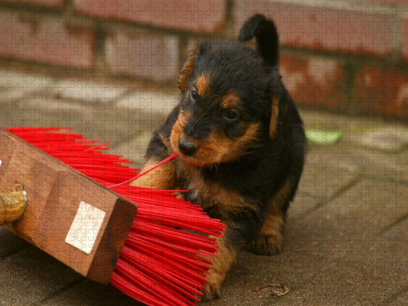Ein Motiv aus dem Kalender Airedale Terrier Welpen - CALVENDO Foto-Puzzle'