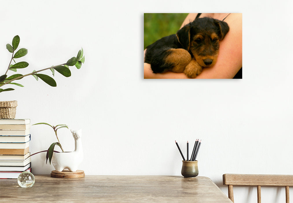 Premium Textil-Leinwand Premium Textil-Leinwand 75 cm x 50 cm quer Ein Motiv aus dem Kalender Airedale Terrier Welpen