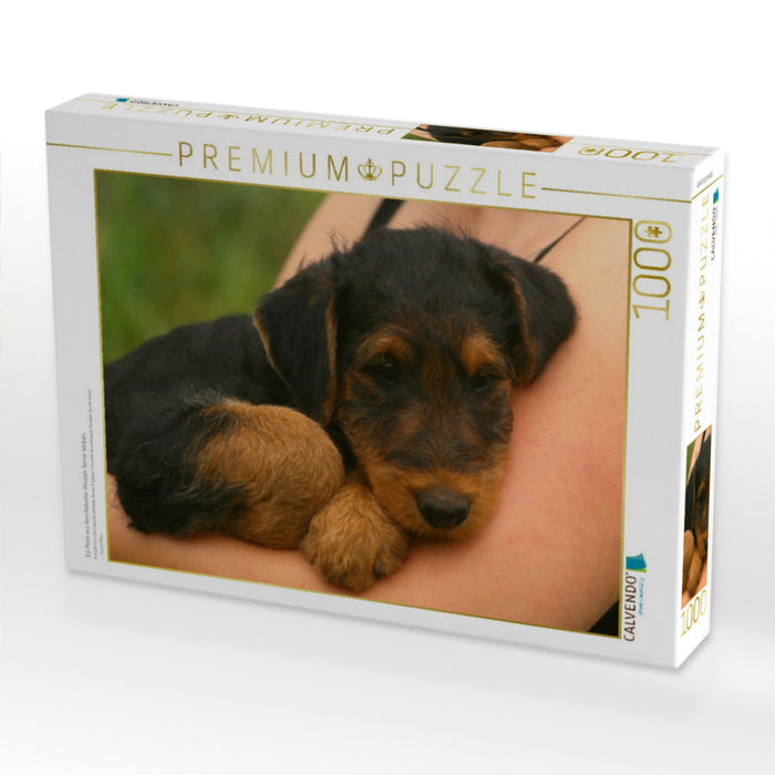 Ein Motiv aus dem Kalender Airedale Terrier Welpen - CALVENDO Foto-Puzzle'