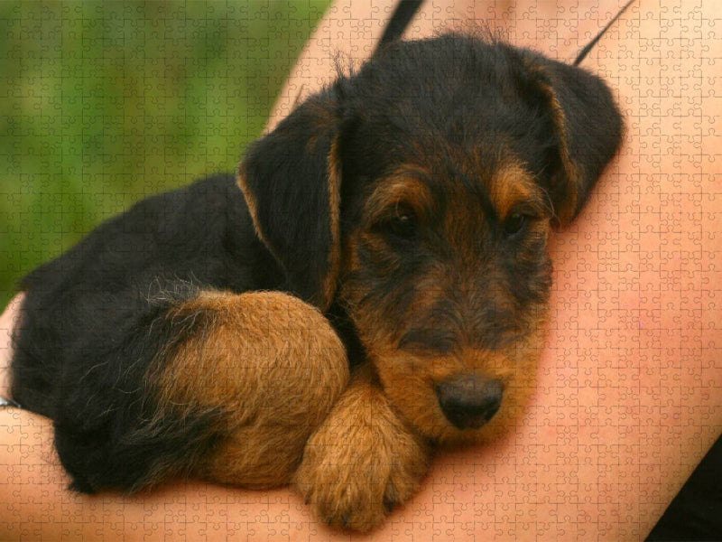 Ein Motiv aus dem Kalender Airedale Terrier Welpen - CALVENDO Foto-Puzzle'